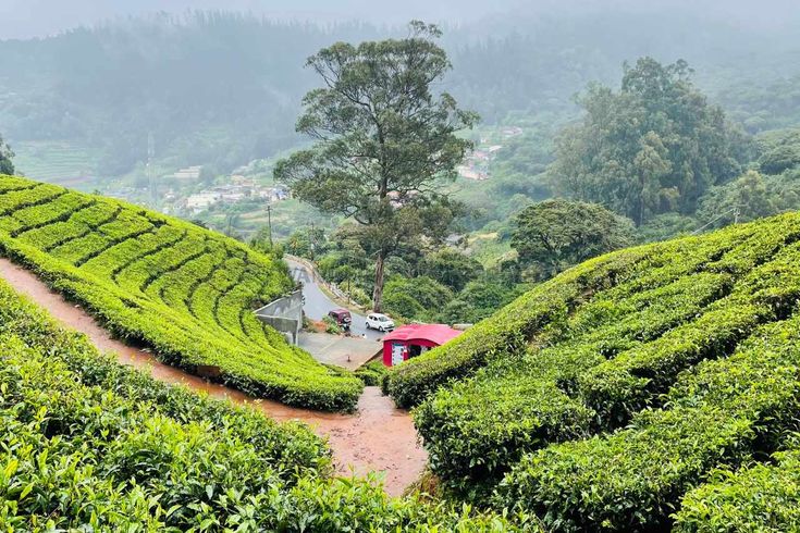 Ooty and Yercaud Trip from Chennai